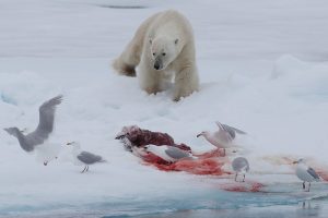 Dem Eisbären werden Teile seiner Beute stibitzt 
